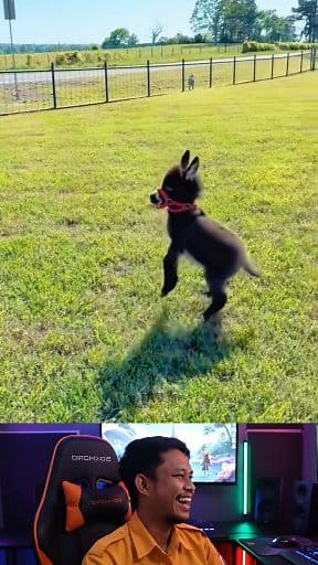 Suara anak domba lucu. #fblifestyle #suara #sound #soundviral #domba #goat #goats #kambing #lamb #sheep #lucu #funny #viral #fyp #reaction | Turunan Kidul Official