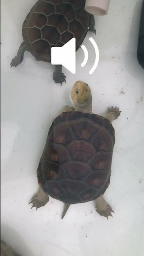 Have you ever heard the sound of a turtle?
