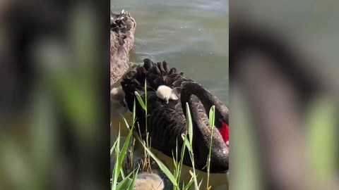 Cygnet naps nestled among feathers on mum’s back