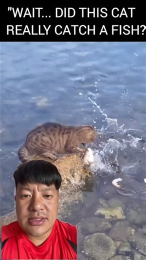 Cats Can Catch Fish Underwater! 😱🐱 #FishingCat #CatHunting #shortsfeed
