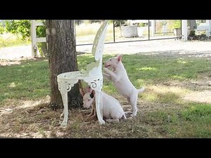 Bull Terriers pupps