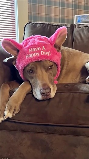 Will you be my friend? #dog #dogshorts #dogs
