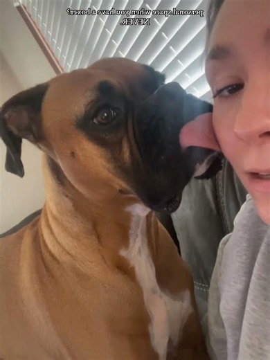 Dogs：Experts at Stealing Your Personal Space 🐶❤️ #dog #funny #dogs #doglover #fyp