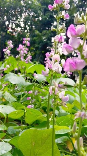 Lablab Purpureus Flower After Rain 🌸 | Beautiful Bean Flower Bloom #shortvideo #4kultrahd #nature