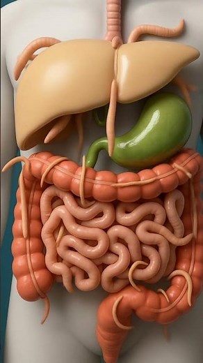 Human Digestion Animation Showing Parasites Worms Infestation