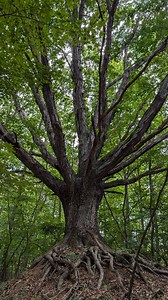 This is the most beautiful tree I think I have ever seen on a deer client parcel! This lower MI oak has certainly stood the test of time and one that I would protect at all costs. Just awesome! A great early bow season spot to hang a stand... . . . #purewildlifeblends #deerhabitat #deerhunting #oaktree #giantoak #bowhuntingwhitetails #bowseason #designthehunt #whitetailhabitatsolutions | Whitetail Habitat Solutions, LLC