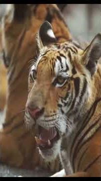 10 most successful Hunters - The Tiger