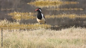 Red wattled lapwing on lake ,resting