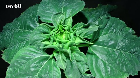 1,020 days of plant growth: Stunning time-lapse from seed to bloom