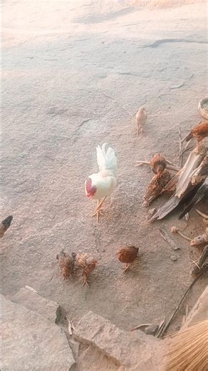 hen farming area jharkhand / मुर्गी पालन क्षेत्र झारखण्ड।