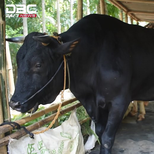 Black Cow Care: Cleaning and Grooming Guide
