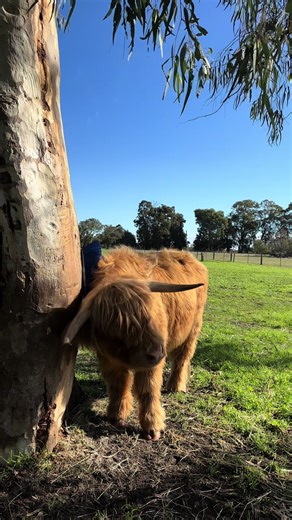 Fluffy Highland Cows: Adorable Cow Scratching Video