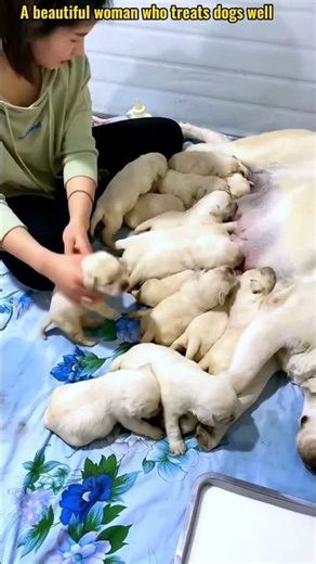 귀여운 강아지 만나보세요 / 愛らしい子犬に出会おう #JapanDogs #KoreaPuppies