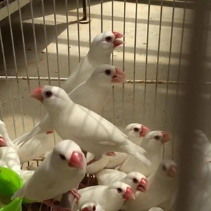 2K views · 13 reactions | Home Breed Java For sale 03158264323 | Birds of zia | Facebook