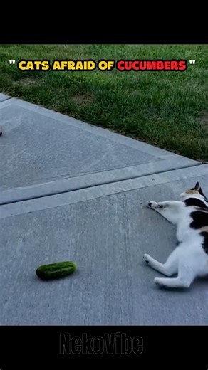Cats aren't afraid of cucumbers 😂 | #cat #catprank #cucumber #shorts