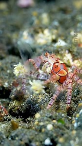 In this video we are talking about pom pom crab, which is found in Pacific Ocean. To know about this animal, see the full video and like the reel and follow our page to get informative and knowledgeable informations. #fbreels #viralreelsfb #Amazing #Ocean #knowledge #shorts #world #like #crabs | Facts Hub