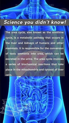 Urea Cycle simplified