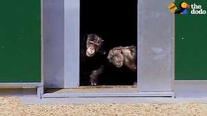 116K shares · 5.7K comments | These animals are tasting freedom for the first time. | The Dodo | Facebook