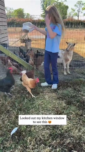 Looked about My Kitchen Window to See This 😍🐓