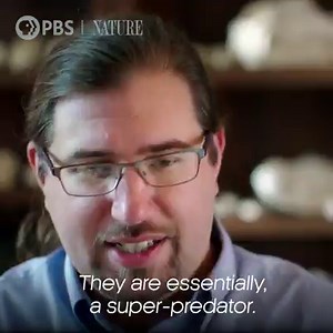 349K views · 5.2K reactions | Members of the weasel family are often portrayed as villains. Do they deserve this reputation? | Nature | PBS | Facebook