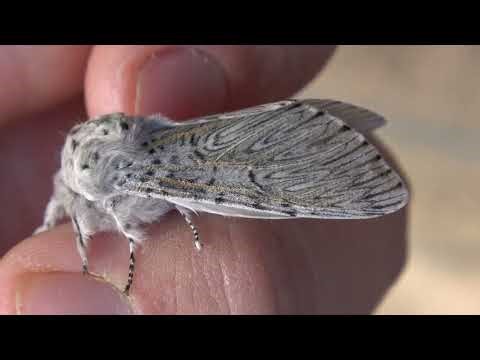 Cerura iberica (Iberian puss moth)