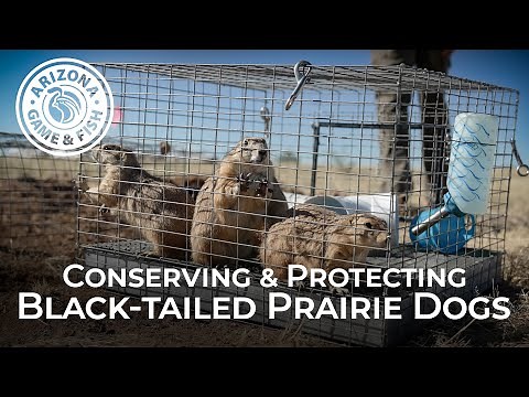 Conserving & Protecting Black-tailed Prairie Dogs