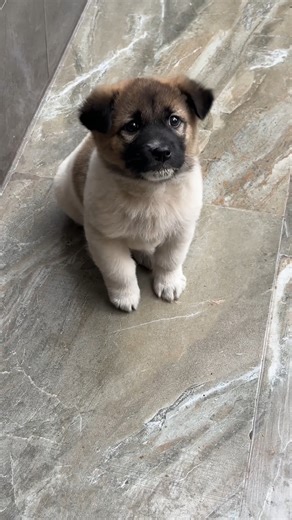 I can't deal with this much cuteness… 😍🥹 | The Animal World