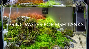 3 Pros & 4 Cons Of Spring Water For Fish Tanks