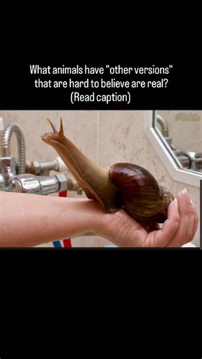 @miyozakhi on Instagram: "No, that is not a fake animal, or computer graphics. You are looking at an African Land Snail. They originated, obviously, in Africa. But have now become an invasive species, spreading to Asia and the Americas. But fear not, they won’t eat any of your pets, though they might eat a few of your flowers, they are quite the vegetarians and have a voracious appetite. They, like most snails, go both ways. They are hermaphrodites and totally DTF. Snails will bang pretty much a