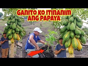 How to Plant Organic Papaya Seeds From Fruits | Red Cavity