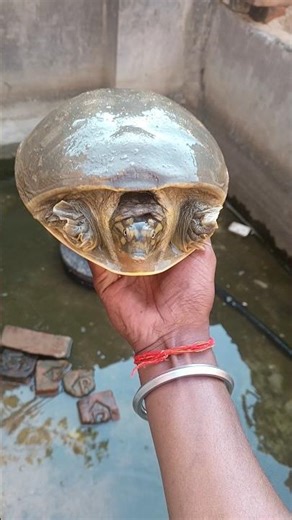 "Rare Indian Flapshell Turtle 🐢 | Anokha Kachhua Mila Pani Mein!"