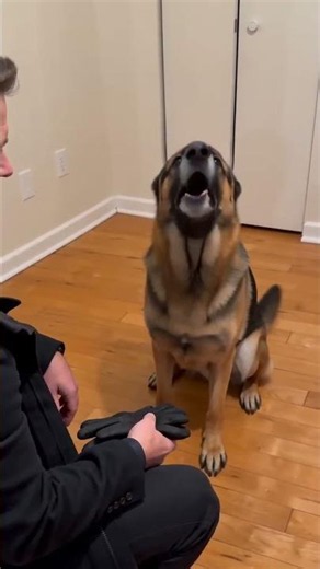 German Shepherd Training: Incredible Intelligence and Unforgettable Moments #GermanShepherd
