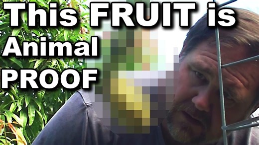 Animal Proof Fruit to Grow in the Backyard - To Stop Birds & Critters Eating it