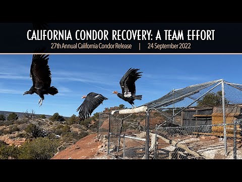 California Condor Recovery: A Team Effort