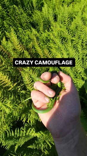 Kev Pav on Instagram: "@trentvalliere32 @thebmurf @mariogoeswild Talk about camouflage! This Smooth Green Snake was practically invisible! Green Snakes are one of those species that look far too tropical to live in the US, but they actually range all the way up the eastern US, even into Canada! Bright green snakes in a temperate climate, who would've thought! #greensnake #green #camouflage #hiding #hide hidden #smooth #smoothgreensnake #herping"