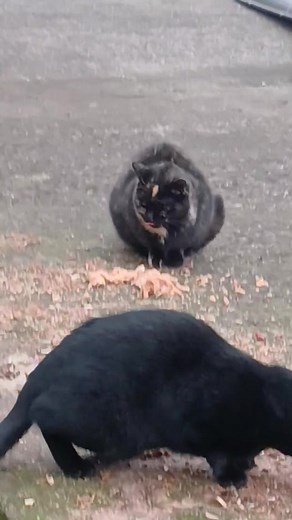 2.3K views · 22 reactions | Dorucak | Marko Tadic | Facebook