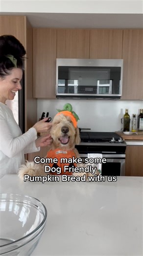 Dog Friendly Pumpkin Bread 1 1/2 cups almond flour 3/4 cup canned pure pumpkin 1/2 tsp salt 3/4 tsp baking powder 1/2 tsp baking soda 2 tsps cinnamon 4 large eggs 1/4 cup maple syrup 2 tbsps honey 1/4 cup melted coconut oil or extra virgin olive oil 1/2 cup carob chips For the full recipe visit https://www.memydoodsandi.life/post/dog-friendly-pumpkin-bread #dogfriendly #pumpkinbread #doglife #homemadedogtreats | Me • My Doods • and • I