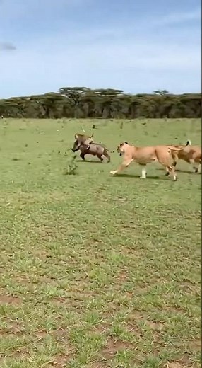 Monkey’s Horn Prank TERRIFIES Sleeping Lions 😂🦁Funniest Wildlife Moment