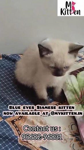Siamese Kitten Breeder Shows the Cutest Litter EVER