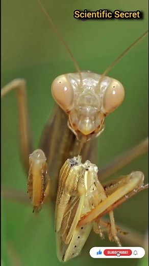 Praying Mantis Head Rotation Explained: 180° Vision and Hunting Superpower