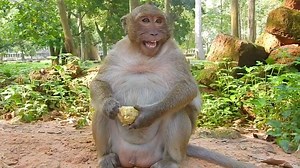 1.8M views · 4.3K reactions | Archives 殺Guess who I am and what's my name殺. | Stop Abuse to Baby Monkeys | Facebook