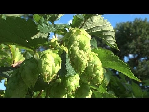 Growing Hops at Home (Part 2)