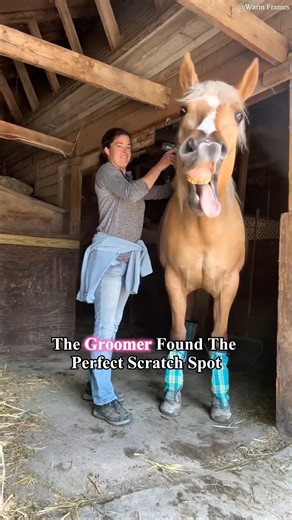 The Groomer Found The Perfect Scratch Spot🥰#horse #horsegrooming #fyp