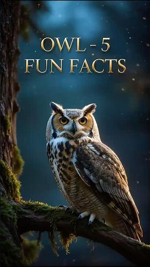 Owl – 5 Fun Facts You didn't know