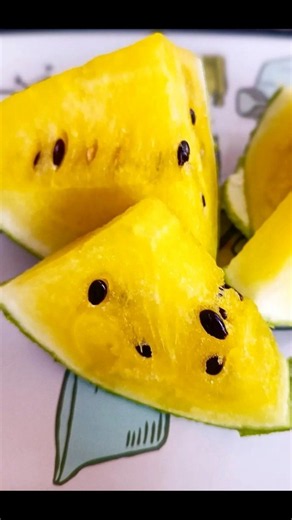 ¡Germiné semillas de SANDÍA AMARILLA! 🍉🌱 #watermelon #sandia #patilla #sandiaamarilla