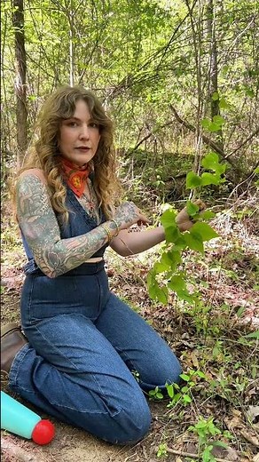 How to Harvest Wild Yam Without Destroying the Plant