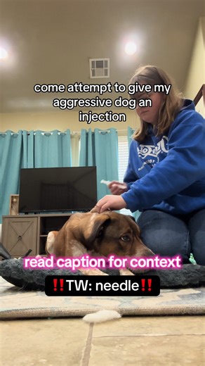 Managing Dog Injections for Aggressive Dogs