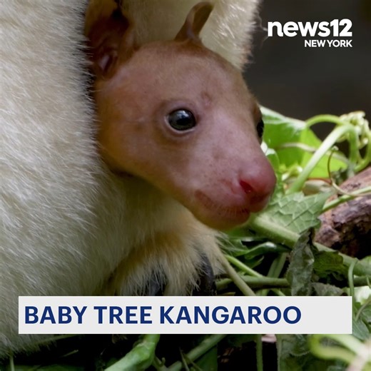 CUTENESS OVERLOAD: A baby tree kangaroo at the Bronx Zoo born in December, just started peeking out of mom's pouch! More about this story on News 12 the Bronx! | News 12