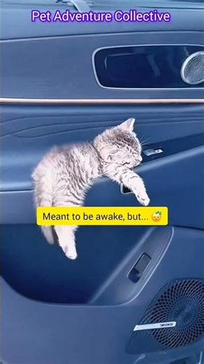 Hilarious Kittens Falling Asleep Anywhere! #funny #cat
