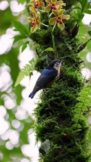 Blue Nuthatch Bird Sound — Clear Call of Sitta azurea in the Wild #birdsounds #wildlife #asmr